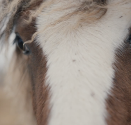 US Horse Rescue Center